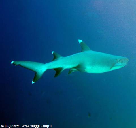 Whitetip reef shark swims through deep blue water during a scuba dive