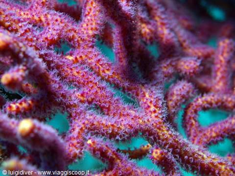 Purple and orange gorgonian coral with open polyps, turquoise background, underwater macro