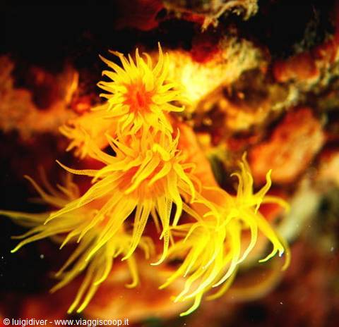 Sun coral with yellow tentacles open on a dark rocky reef