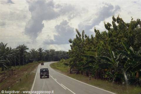 Car driving on paved road among oil palms and banana trees, cloudy sky