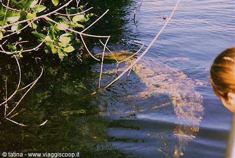 Partially submerged crocodile beside mangrove branches, woman watches from a boat