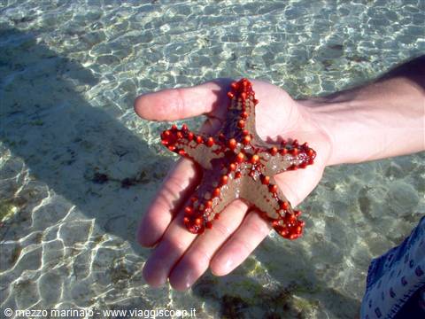 starfish