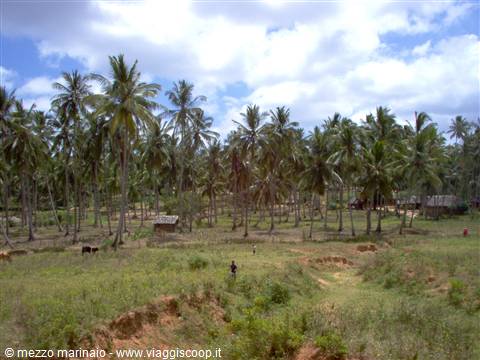 banana plantation