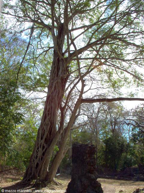 parasitic tree2