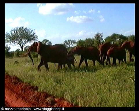 elephants
