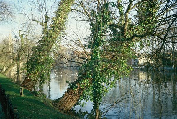 Ivy-covered tree leaning over a lake with waterfowl on the water