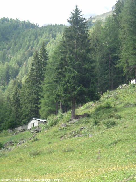 Tall spruce on green alpine meadow, stone hut among firs and larches