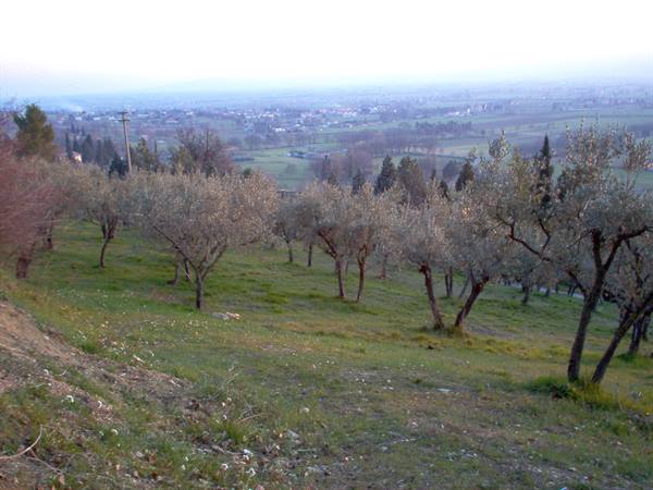 flowering olive grove on green hillside, valley with houses and fields below