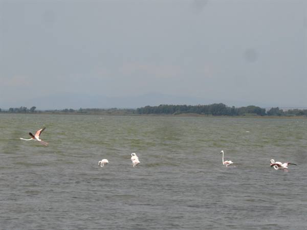 Cabras Lagoon
