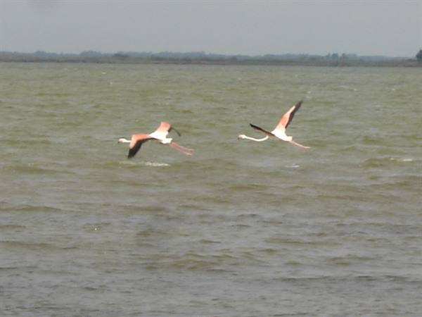 Cabras Lagoon