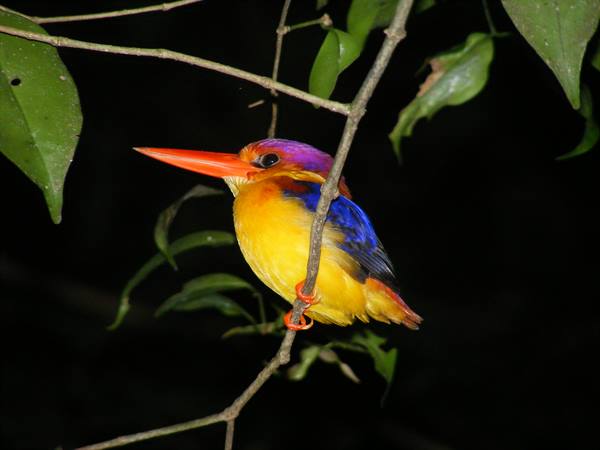 BORNEO JUNGLE