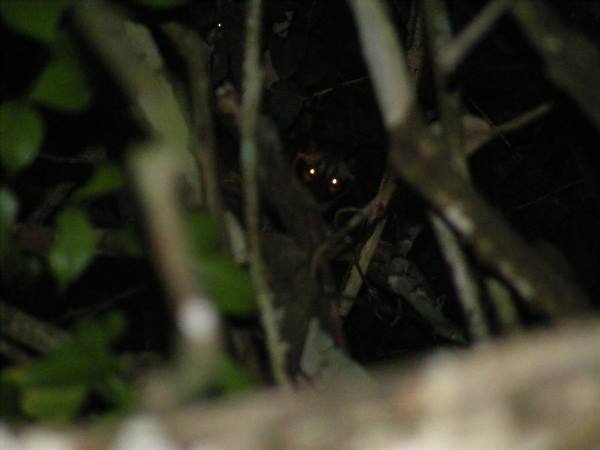 wild cat in the Borneo jungle