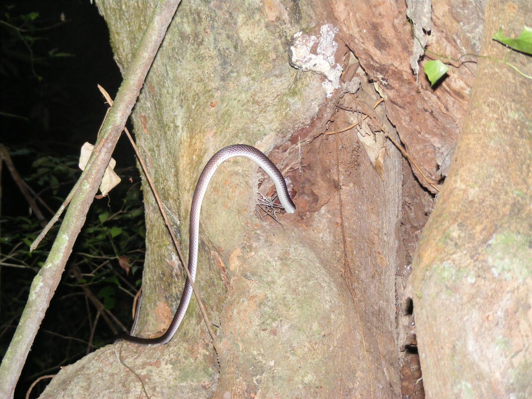 Snake in the Borneo jungle