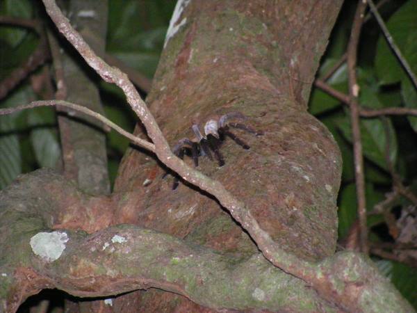 Tarantula in the Borneo jungle