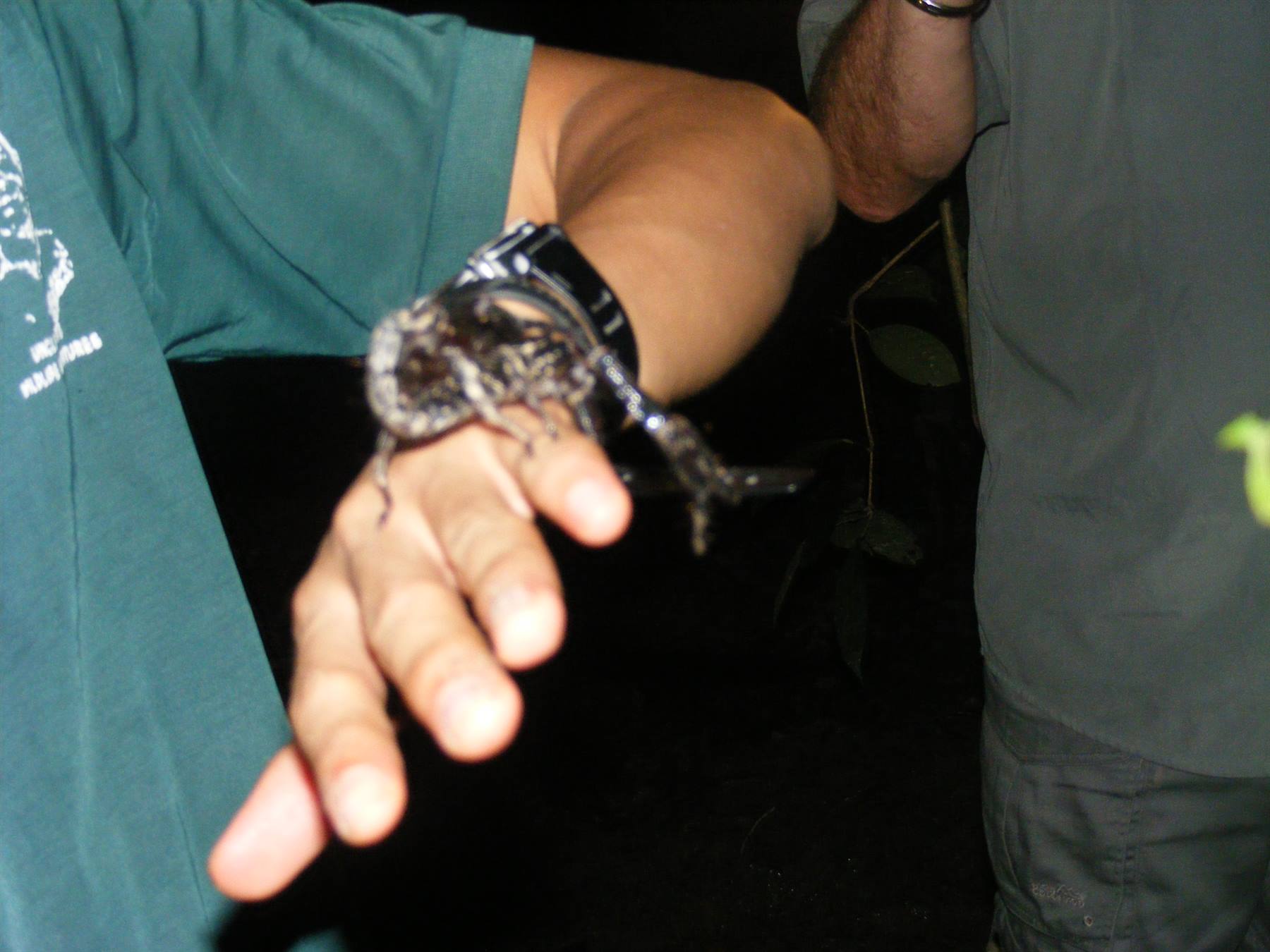 Guide and scorpion of the Borneo jungle