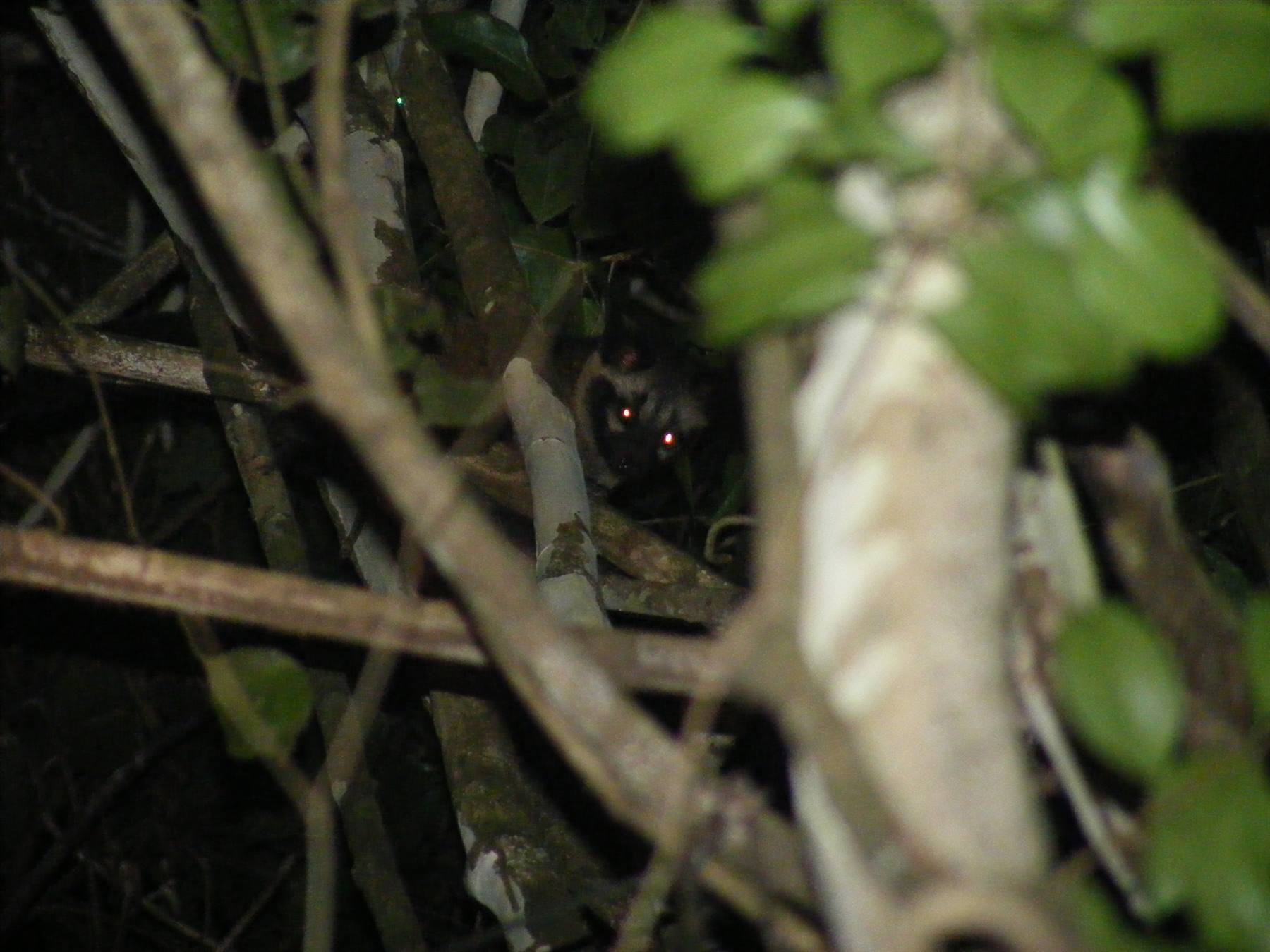 Wild cat in the Borneo jungle