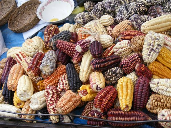 The various types of corn