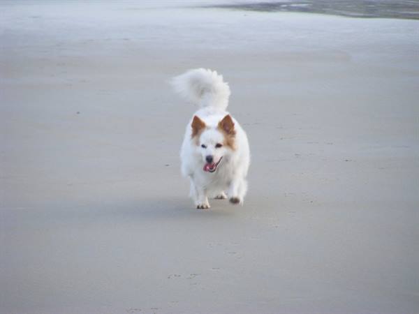 UGO BEDDU IN BRITTANY