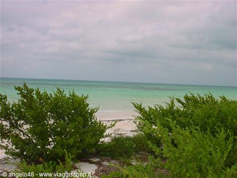 Green bushes on white sand before turquoise water, cloudy sky