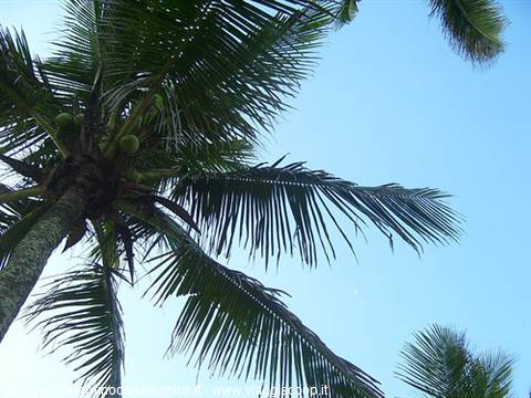 Coconut palm tree photographed from below against a blue sky