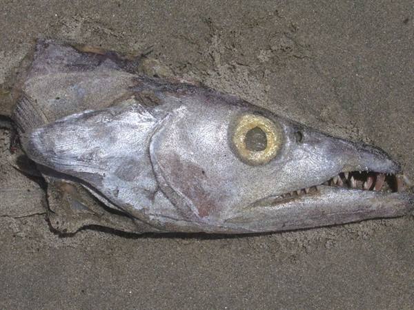 Washed-up fish head with sharp teeth and yellow eye lying on grey sand