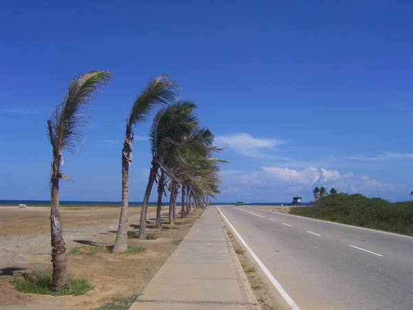 Wind-bent palm trees along a paved coastal road under blue sky
