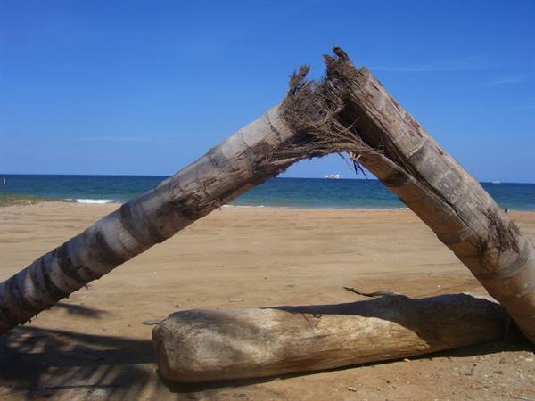 Snapped palm trunk resting on a fallen log, sandy beach and blue sea