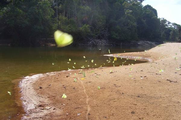 Yellow butterflies flutter over the sand along an Amazonian river