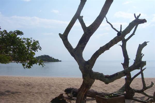 Dry branches on sandy beach before calm sea and a green islet