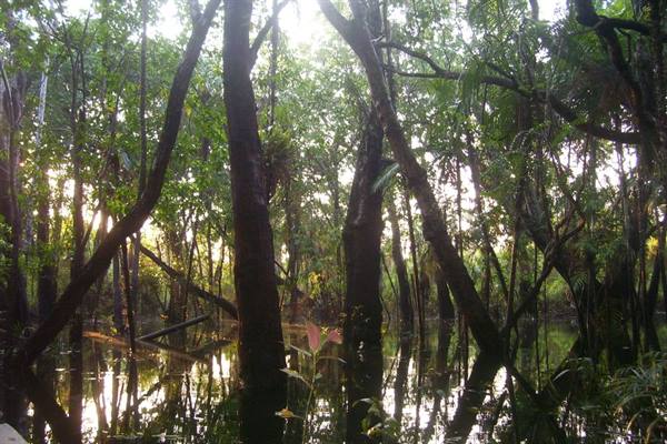Amazon rainforest