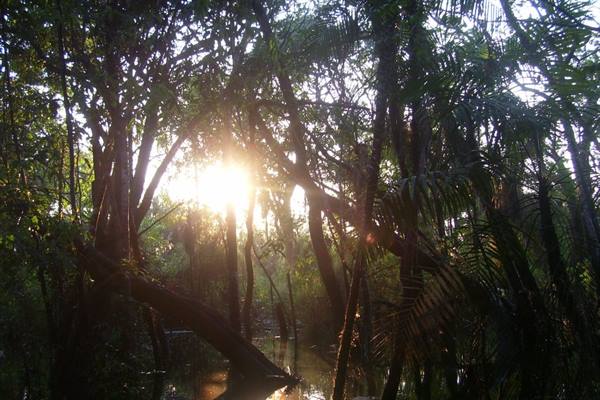 Sunlight filters through jungle trees, reflecting on the water