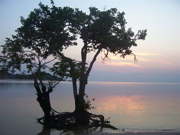 Tree with roots in calm water at pink dawn light