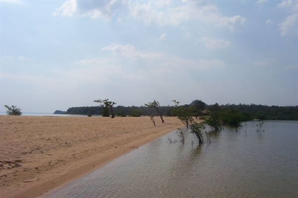 Trees standing in shallow water beside a pale sandy beach, cloudy sky