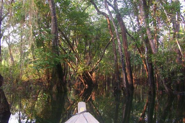 Boat bow gliding through flooded forest trees in the Amazon