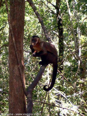 2.9 - Monkey Land (Vervet monkey)