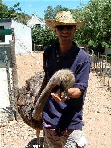 3.3 Oudtshoorn - CangoOstrichFarm (Ostrich)