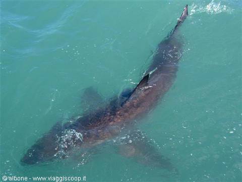 Large shark swims underwater in turquoise sea, dorsal fin and tail visible