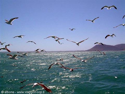 Seagulls flying over green sea with a hill on the coast