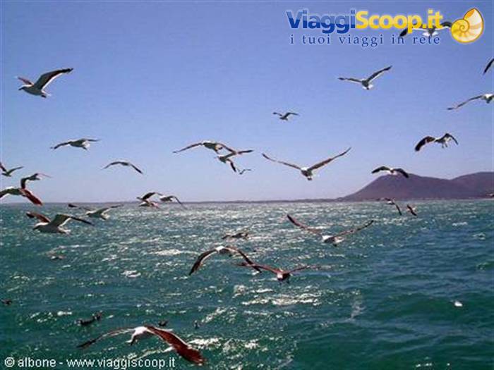 Seagulls flying over green sea with a hill on the coast