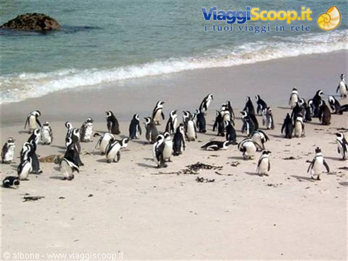6.7 - Cape Peninsula - Boulders Beach (African Penguins).jpg