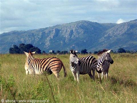 8.4 - Swaziland - Milwane Wildlife Sanctuary Nature Reserve (Zebras).jpg