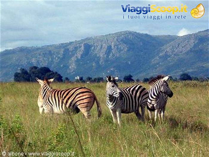 8.4 - Swaziland - Milwane Wildlife Sanctuary Nature Reserve (Zebras).jpg
