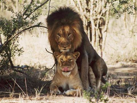 9.25 - Karongwe Game Reserve (Lions).JPG