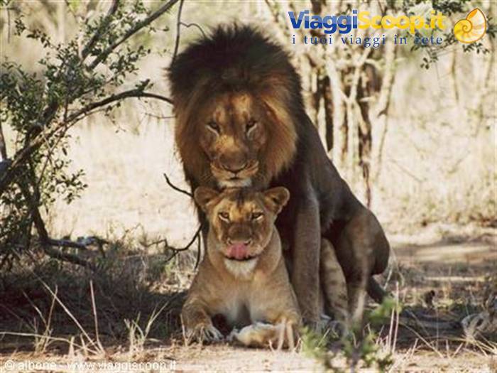 9.25 - Karongwe Game Reserve (Lions).JPG