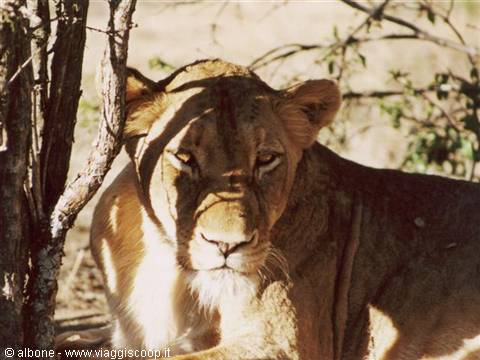 9.29 - Karongwe Game Reserve (Lioness).JPG