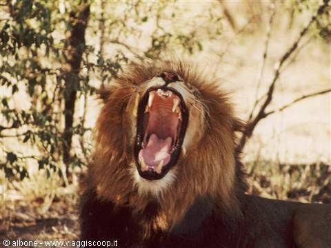 9.33 - Karongwe Game Reserve (Lion).JPG