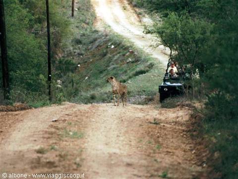 Cheetah on dirt road in front of safari jeep with tourists