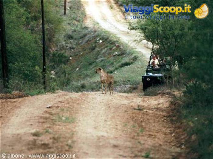Cheetah on dirt road in front of safari jeep with tourists