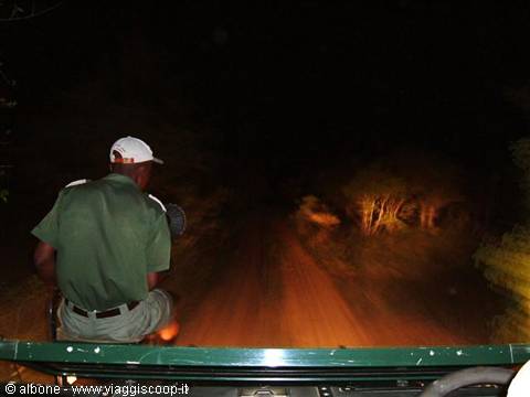 Guide in white cap on night safari jeep, headlights lighting sandy track