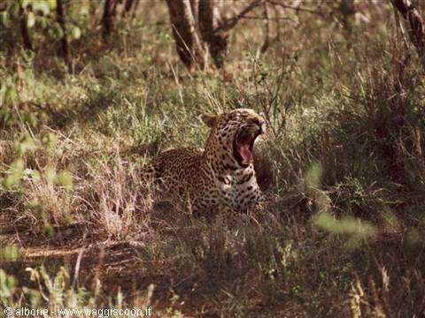 11.3 - Karongwe Game Reserve (Leopard).JPG